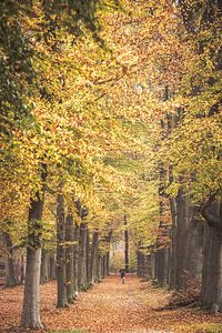 Autumn colours in the park around castle Broekhuizen by Peter Haastrecht, van