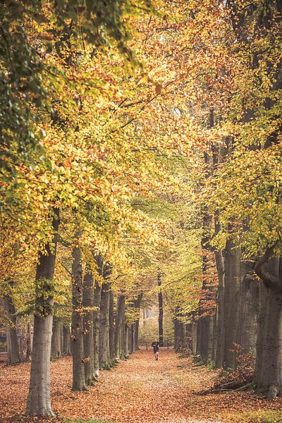 Herbstfarben im Park um Schloss Broekhuizen von Peter Haastrecht, van