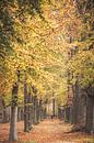 Herbstfarben im Park um Schloss Broekhuizen von Peter Haastrecht, van Miniaturansicht