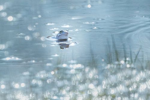 Grenouille des marais dans des tons bleus doux
