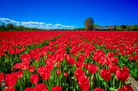 Rote Tulpen in Lisse