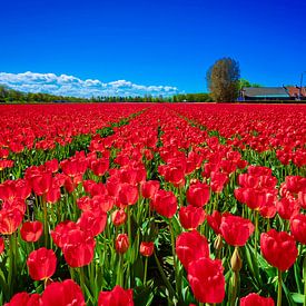 Rode tulpen in Lisse van Mario Brussé Fotografie