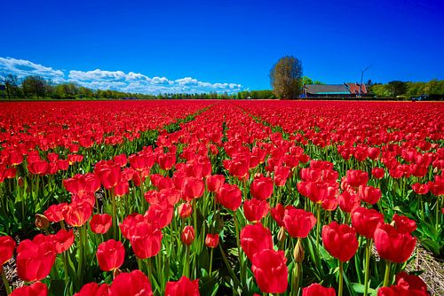 Rode tulpen in Lisse