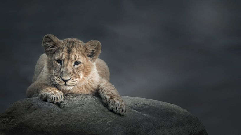 Löwenjunges von Tamara Nederkoorn