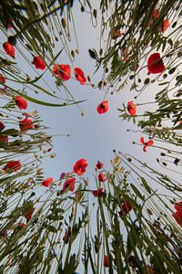 Mohnblumen in Mechelen