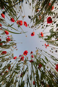 Poppies in Mechelen van Jim De Sitter