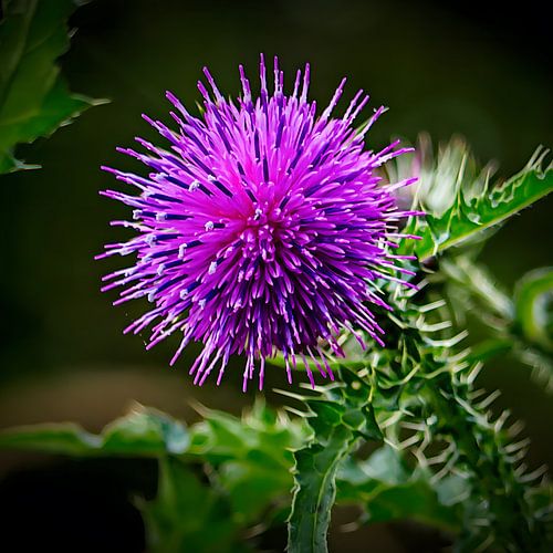 Purple Thistle Explosion