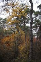 Bunte Farbenvielfalt im Herbst im Wald