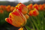 Oranje rode tulpen van Geert Heldens thumbnail