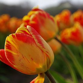 Orange red tulips by Geert Heldens