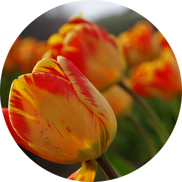 Oranje rode tulpen van Geert Heldens