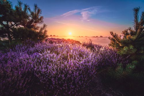 Indrukwekkende zonsopkomst met heidelandschap