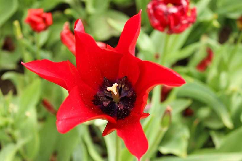 Blumen im Küchenhof, die wunderschön blühen. von Jennifer Hendriks