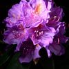 The flowers of a rhododendron by Gerard de Zwaan