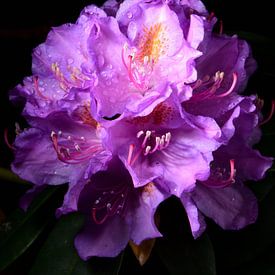 De bloemen van een rododendron van Gerard de Zwaan