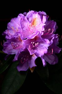 De bloemen van een rododendron van Gerard de Zwaan