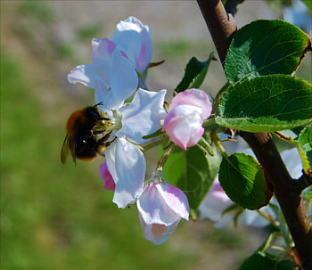 Lentehommel