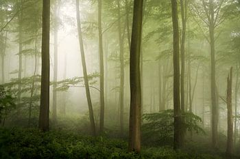Spring Haze.