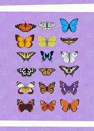 Diversité des papillons sur Lila