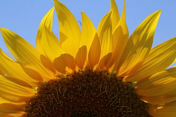 Zonnige Zonnebloem | Een prachtig gezicht … een zonnebloem tegen een blauwe lucht van Wil Vervenne