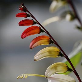 14 Jochumhof Spaanse vlag