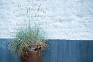 L'herbe bleue