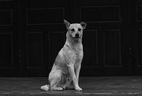 a temple dog in Vietnam