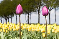 Stand out from the crowd