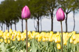 Stand out from the crowd by Niels Heinis