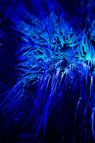 Blaue Koralle