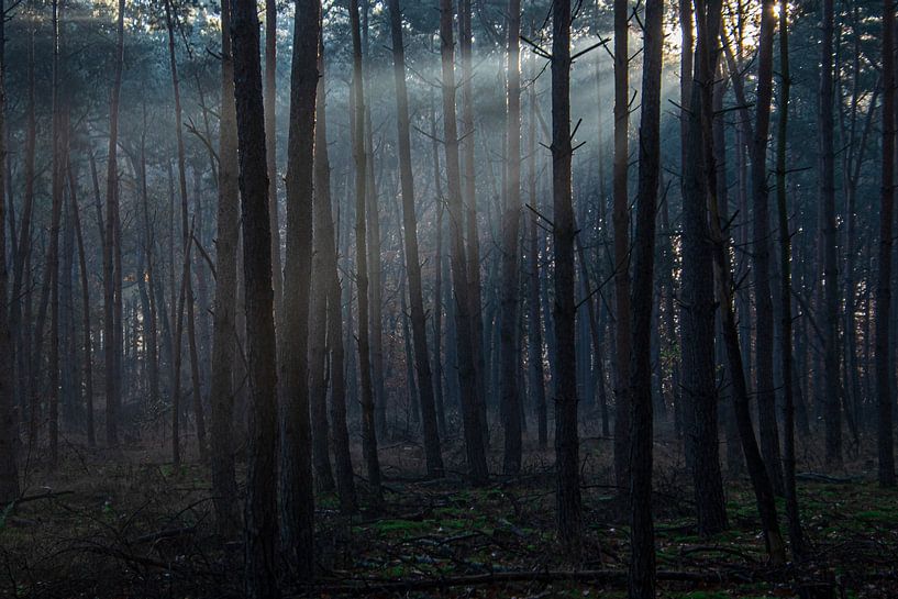 cry for light by Margo Lammers