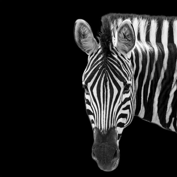 Portret van een Zebra in zwart-wit van Beeldpracht by Maaike