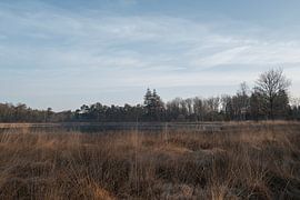 Dwingelderveld – Drenthe (Niederlande) von Marcel Kerdijk