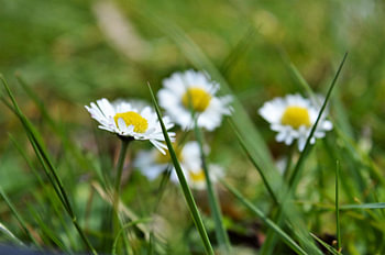 Dames in het Gras