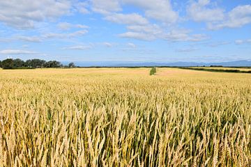 A wheat field in summer by Claude Laprise