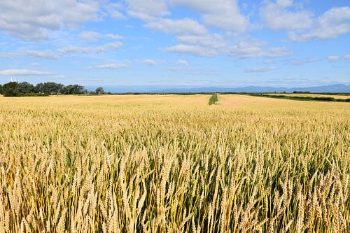 Ein Weizenfeld im Sommer