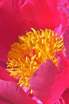 rode bloem met geel hart van Bert Bouwmeester