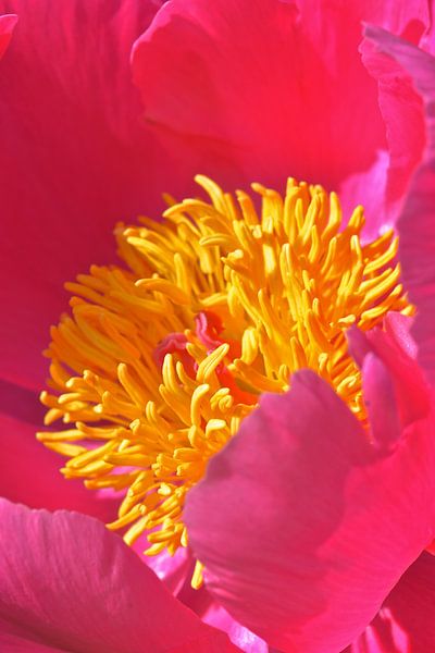 red flower with yellow centre by Bert Bouwmeester