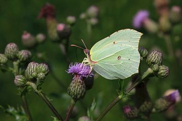 Le papillon du citron sur Thomas Jäger