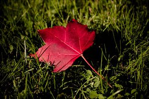 Herbstliebe