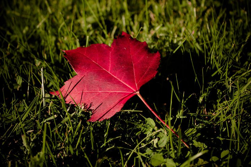Autumn love by Dagmar Marina