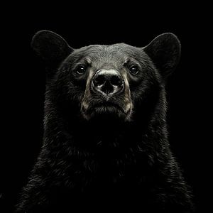 dramatisches Porträt eines schwarzen Grizzlybären von Margriet Hulsker