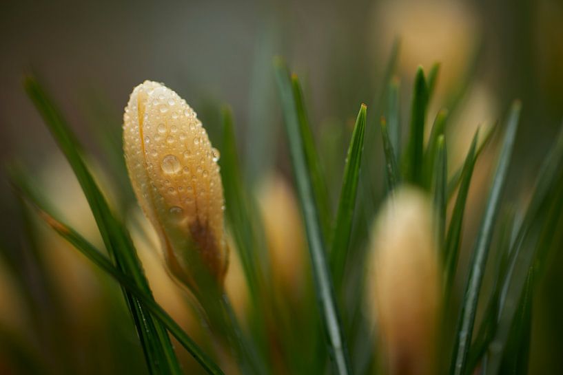 Gelber Krokus mit Wassertropfen von Cor de Hamer
