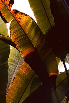 Jungle van bananenblad met gouden gloed van Denise Tiggelman