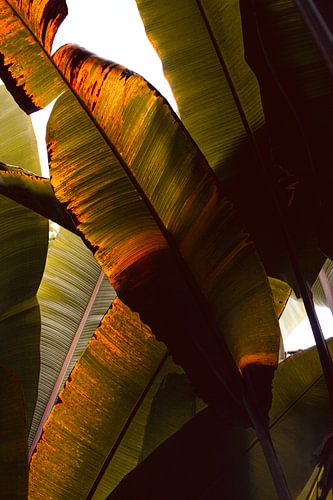 Jungle of banana leaf with golden glow