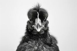 Schwarz-Weiß Hühner-Porträt von Poster Art Shop