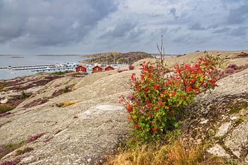Landschaft bei Sollid auf der Insel Orust in Schweden von Rico Ködder