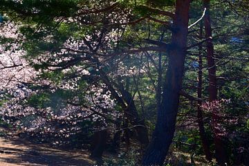 FRÜHLING IN JAPAN 10 von Miroslav Ptacek