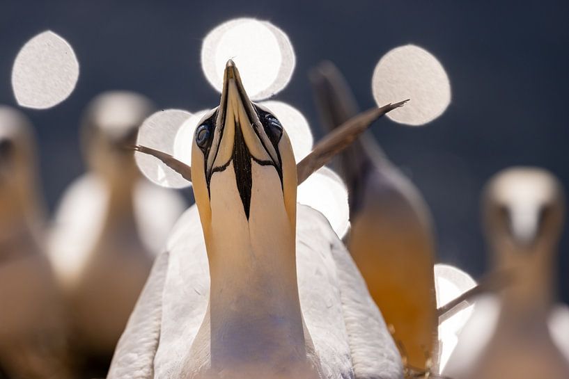 Oiseaux - Fou de Bassan entouré de cercles blancs par Servan Ott