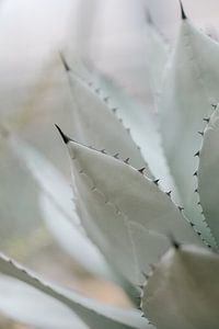 Close-up van een cactus met zwarte stekels van Marika Huisman fotografie